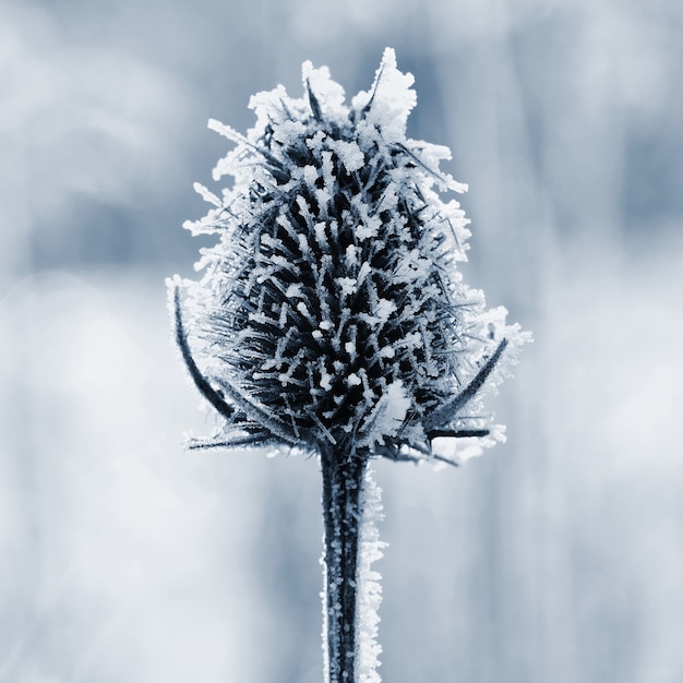 Frozen Onopordum acanthium . Beautiful winter seasonal natural background.