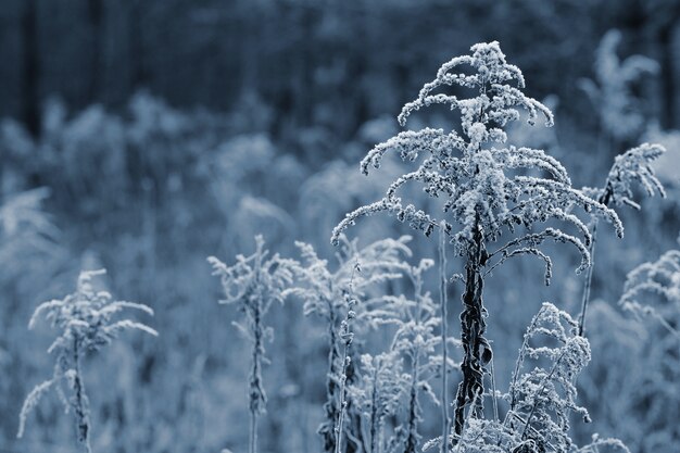 「畑の凍った植物」