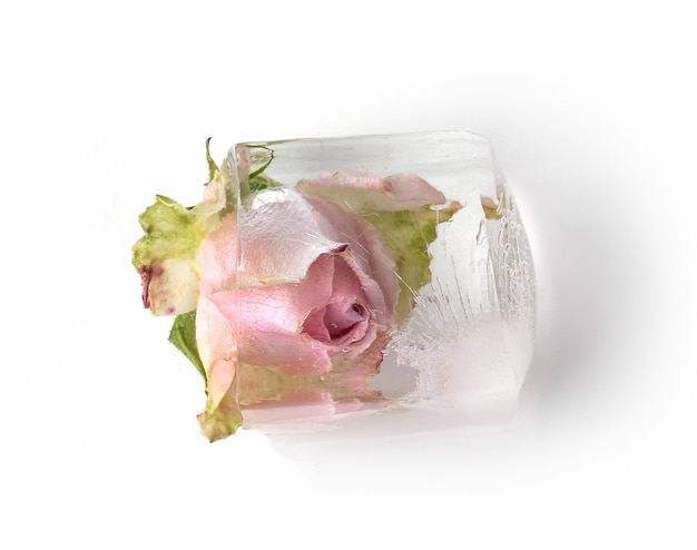 Free photo frozen rose