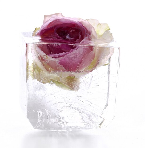 Frozen rose