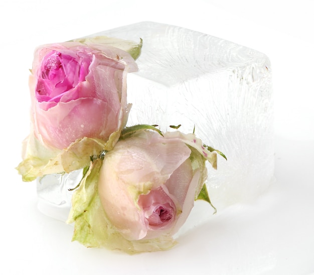 Frozen rose