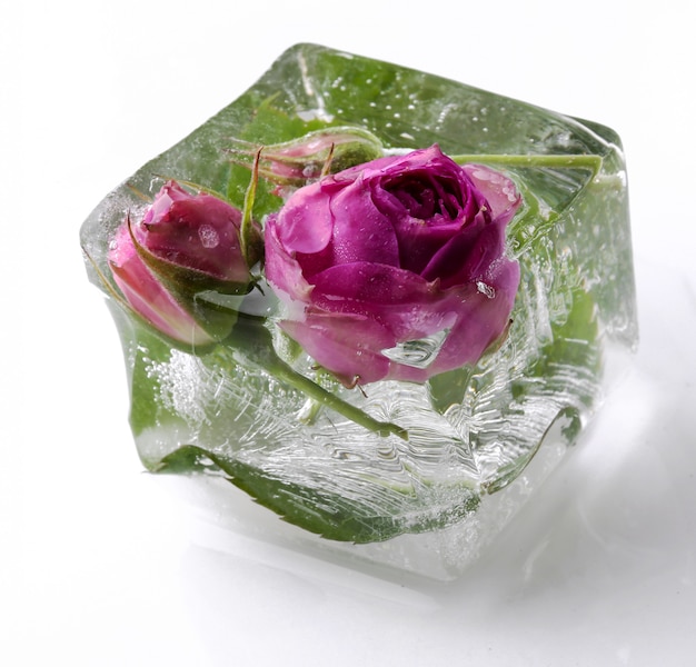 Frozen rose