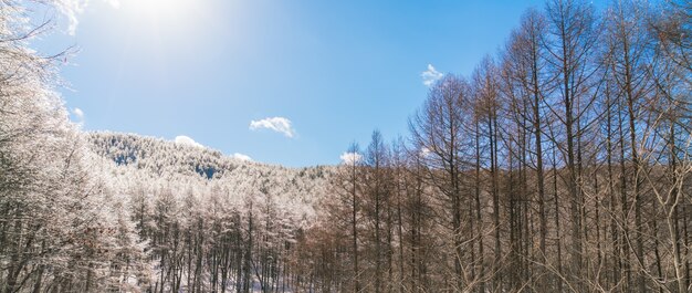 Frozen trees in winter with blue sky