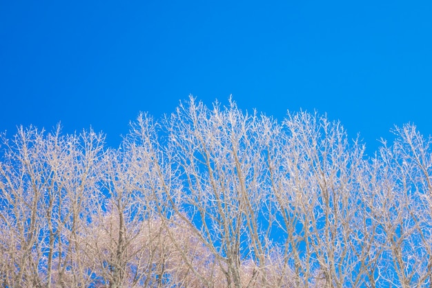 Frozen trees in winter with blue sky