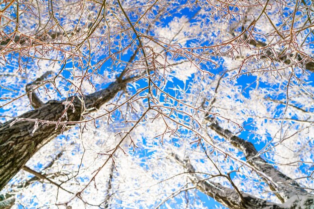 青い空と冬の凍った木々