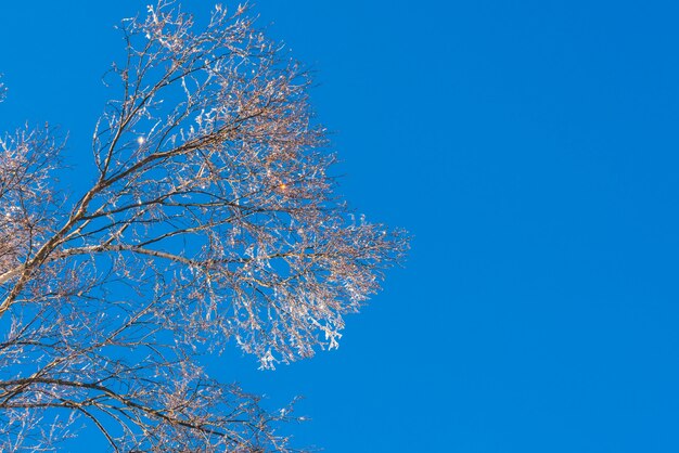 Frozen trees in winter with blue sky