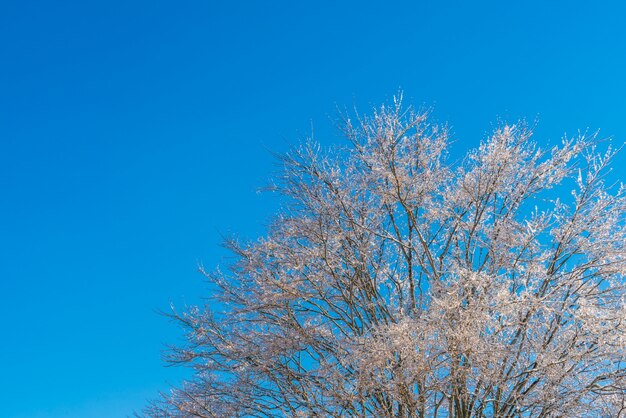 푸른 하늘 겨울에 얼어 붙은 나무
