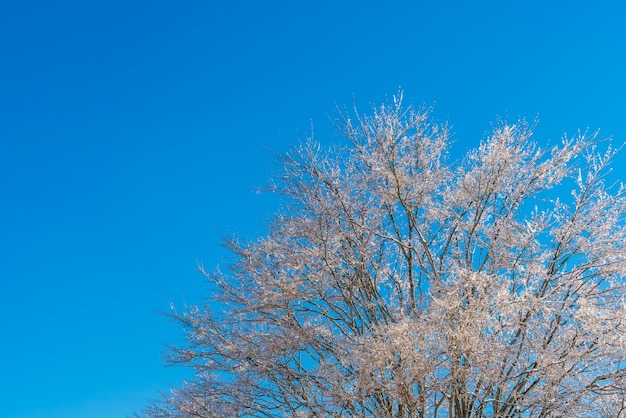 Frozen trees in winter with blue sky