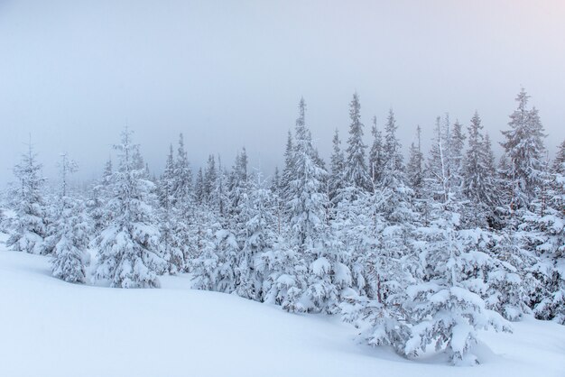 Frozen winter forest in the fog. Pine tree in nature covered with fresh snow Carpathian, Ukraine