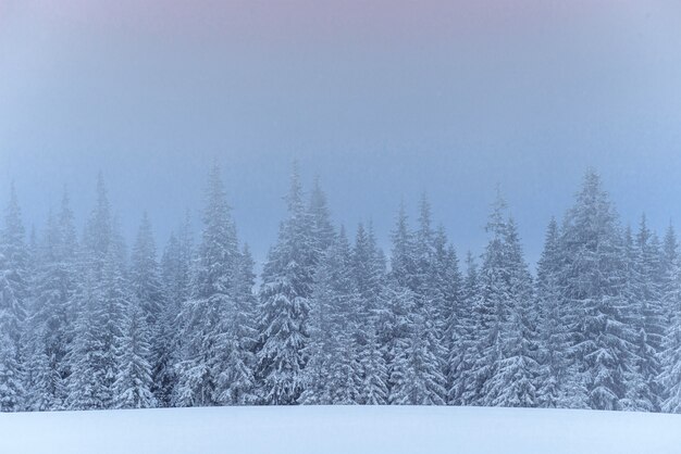 霧の中で凍った冬の森。新鮮な雪で覆われた自然の中の松の木カルパチア、ウクライナ