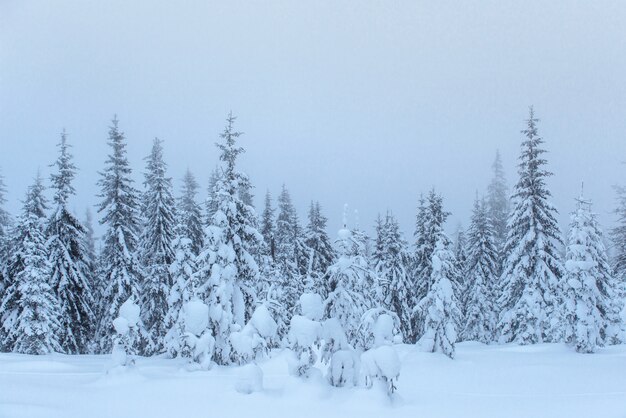 안개 속에서 얼어 붙은 겨울 숲. 자연의 소나무는 신선한 눈대로, 우크라이나로 덮여