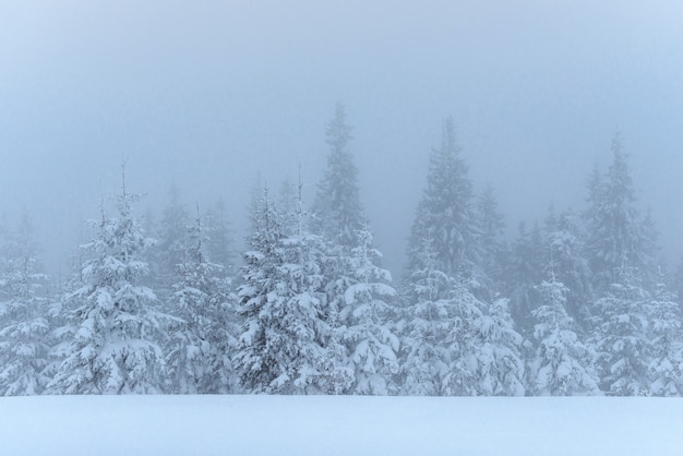 Frozen winter forest in the fog. Pine tree in nature covered with fresh snow Carpathian, Ukraine