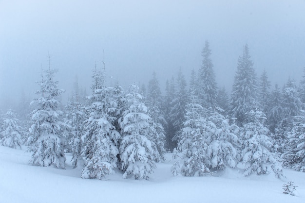 霧の中で凍った冬の森。新鮮な雪で覆われた自然の中の松の木カルパチア、ウクライナ
