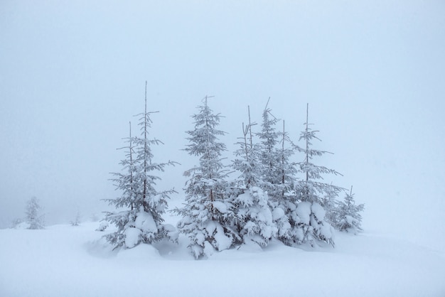 Frozen winter forest in the fog. Pine tree in nature covered with fresh snow Carpathian, Ukraine