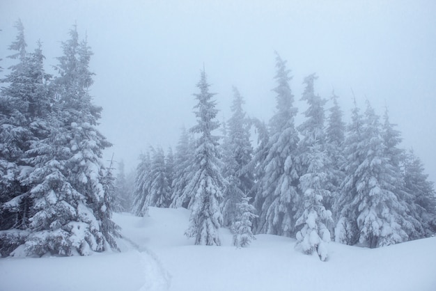 Frozen winter forest in the fog. Pine tree in nature covered with fresh snow Carpathian, Ukraine