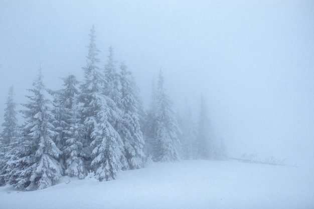 안개 속에서 얼어 붙은 겨울 숲. 자연의 소나무는 신선한 눈대로, 우크라이나로 덮여