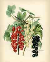 Free photo the fruit grower's guide: vintage illustration of black naples, victoria, white dutch
