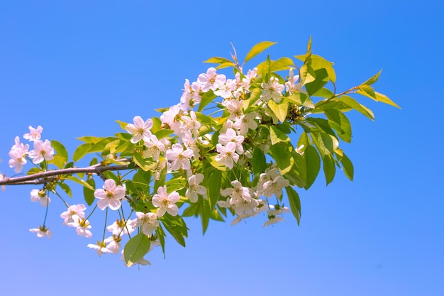 Ветка фруктового дерева с обильным цветением и зелеными молодыми листьями на фоне ясного голубого неба весной.