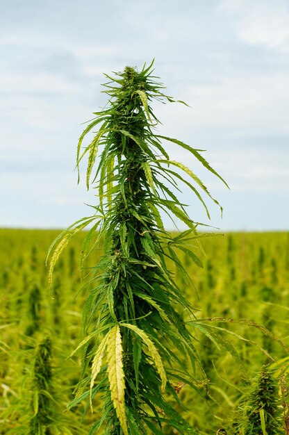 Fruiting stand of a hemp plant in a field