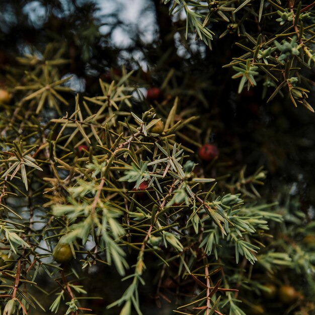 Fruits growing on lush green tree