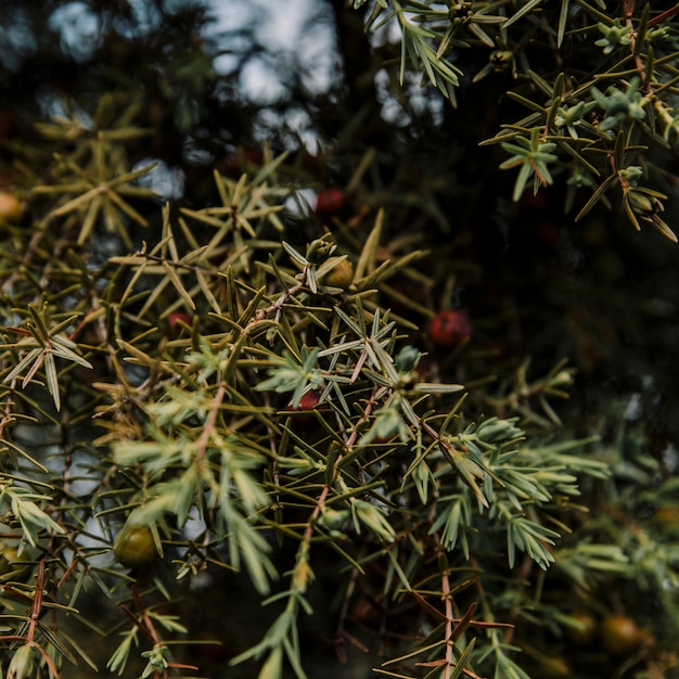 Fruits growing on lush green tree