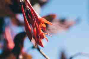 Foto gratuita fiori di fucsia in primavera