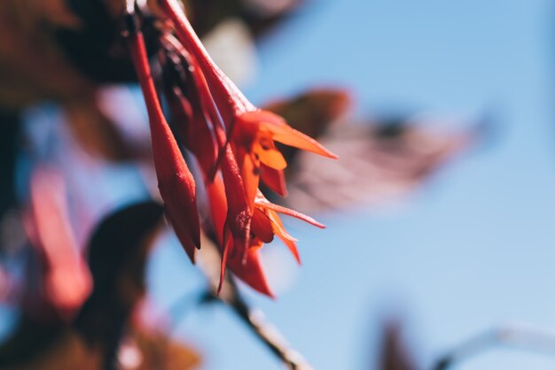 Fuchsia flowers in spring