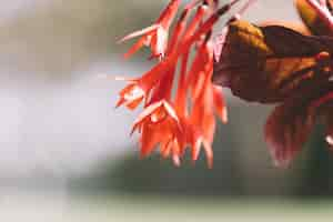 Foto gratuita fiori di fucsia in primavera