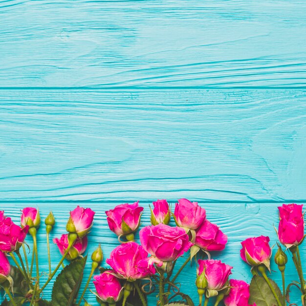 Fuchsia roses on turquoise background