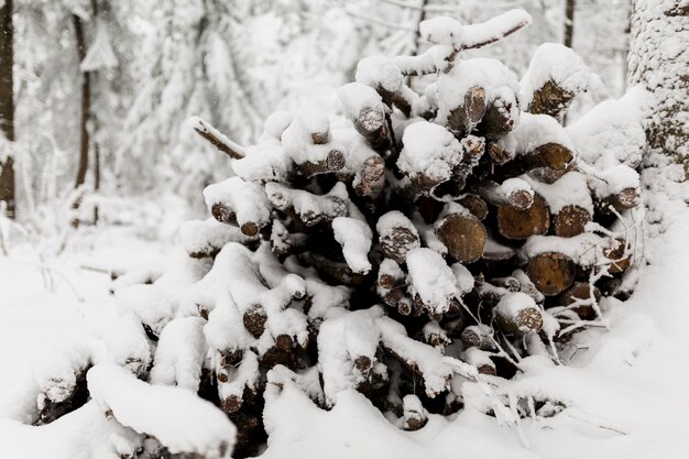 Fuel branches in winter forest