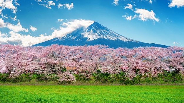 Free Photo fuji mountain and cherry blossom in spring, japan.