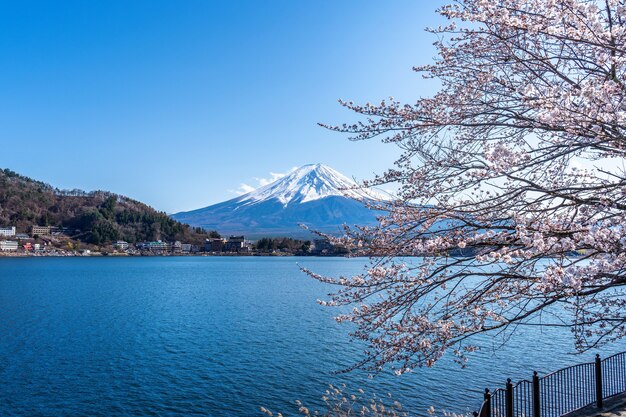 日本の春の富士山と桜。