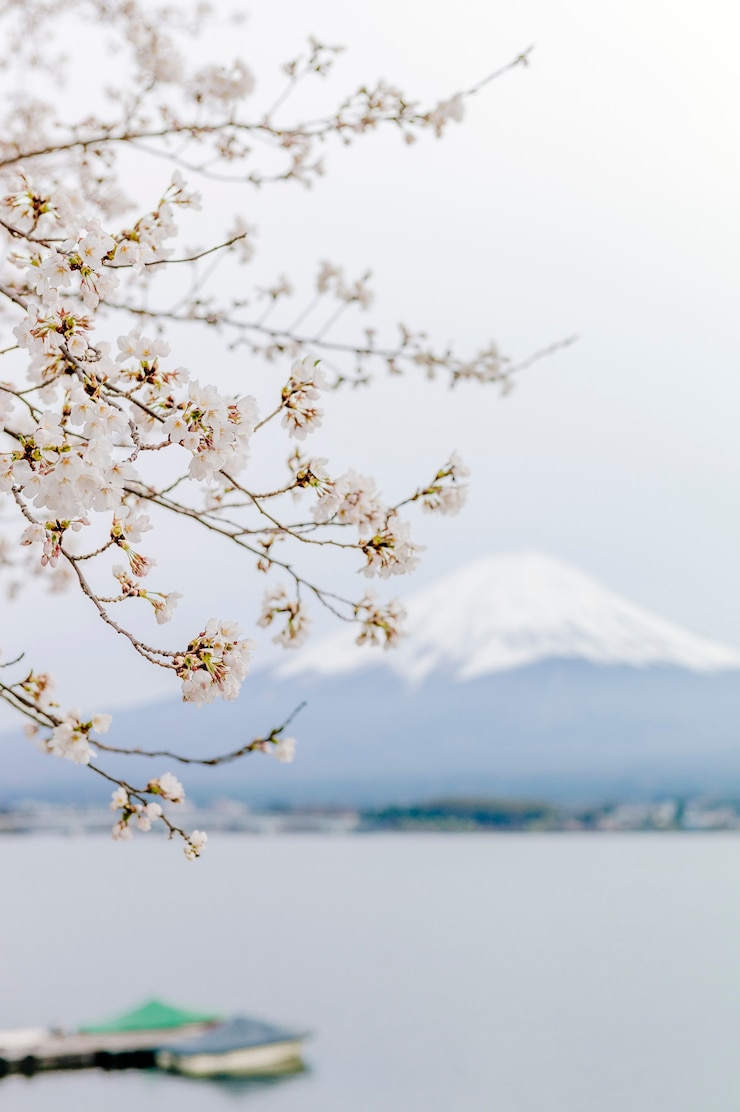 無料Photo 河口湖の富士山とさくら