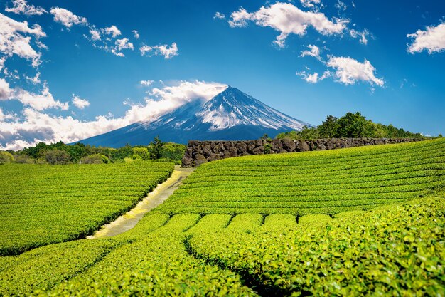 Fuji mountains and green tea plantation in Shizuoka, Japan.