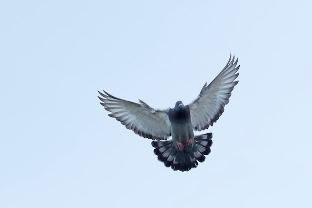 Полное тело летающего самонаведения голубь против ясного белого неба