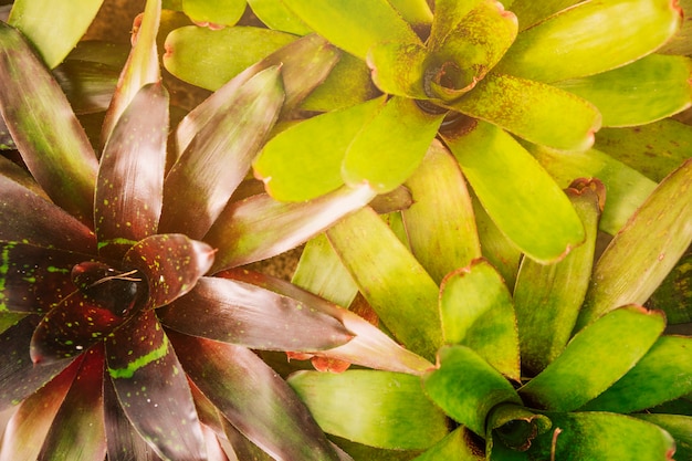 Full frame of bromeliad plant leaves background