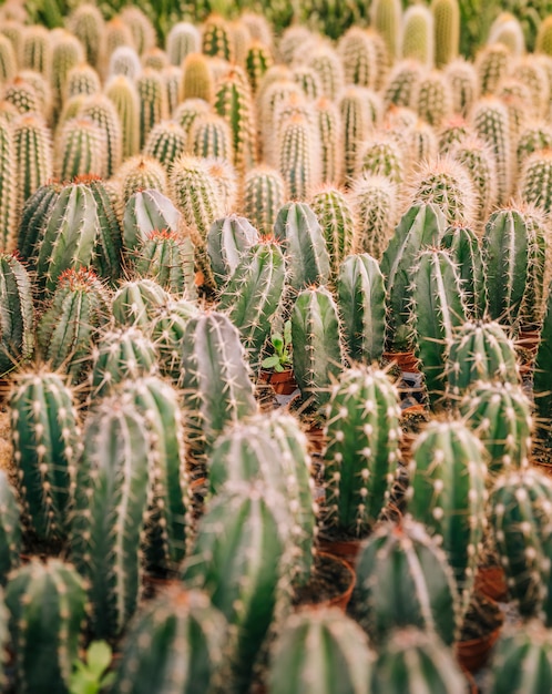 Full frame of cactus plant with thorns