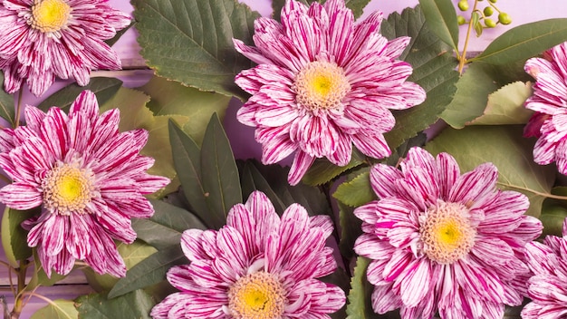 Full frame of chrysanthemum flowers