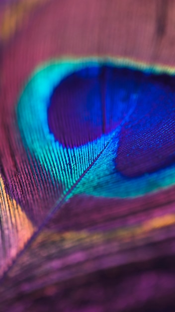 Free photo full frame of colorful shiny peacock feather surface