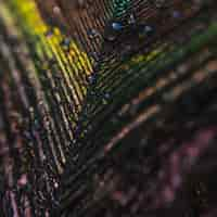 Free photo full frame of colorful shiny peacock feather with water drops