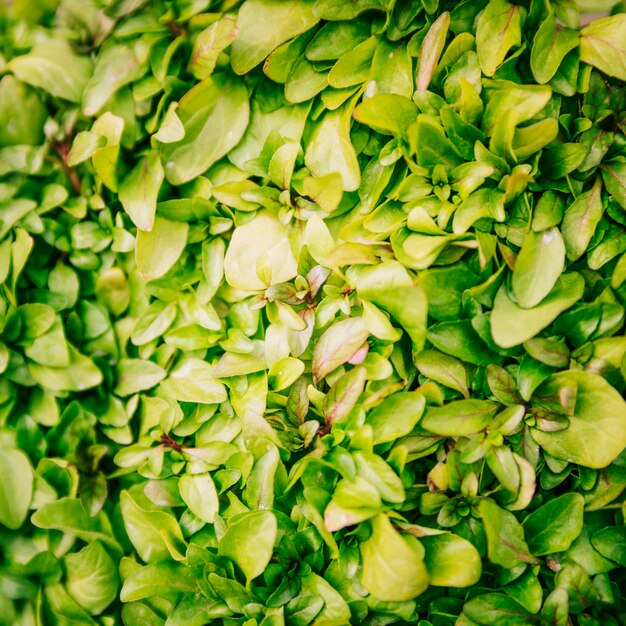 新鮮な緑の葉の背景のフルフレーム