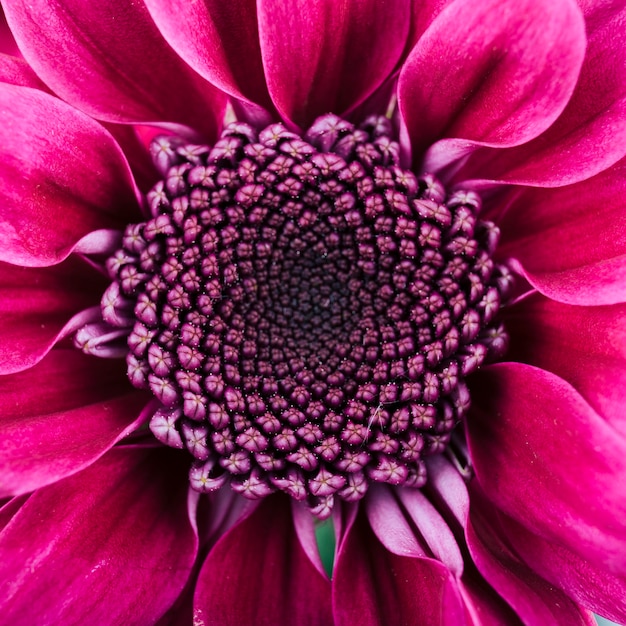 Foto gratuita full frame di fiori di gerbera