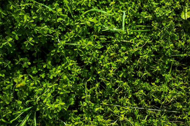 Full frame of green bermuda buttercup leaves