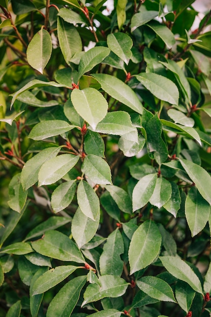 Full frame of green leaf plant backdrop