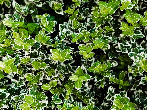 Full frame of green leaves background