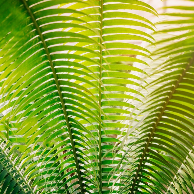 Full frame of green palm leaves