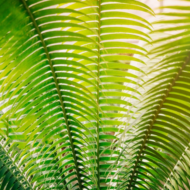 Полный кадр из зеленых пальмовых листьев