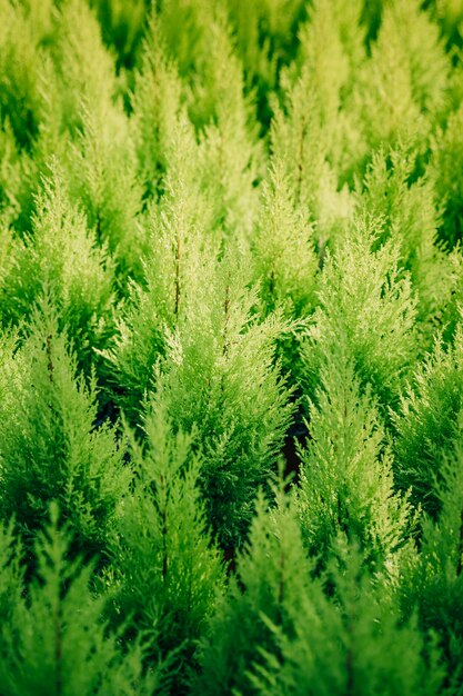 緑thuja植物の背景のフルフレーム