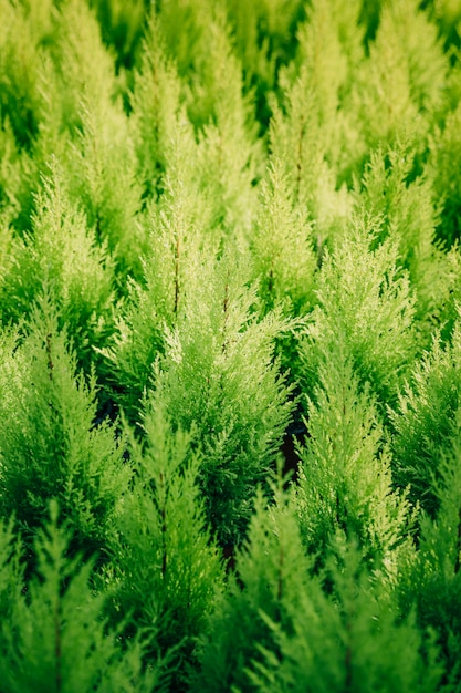 Полный кадр зеленого растения туи фона