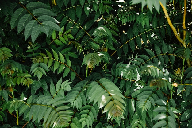 Full frame of green tropical leaves